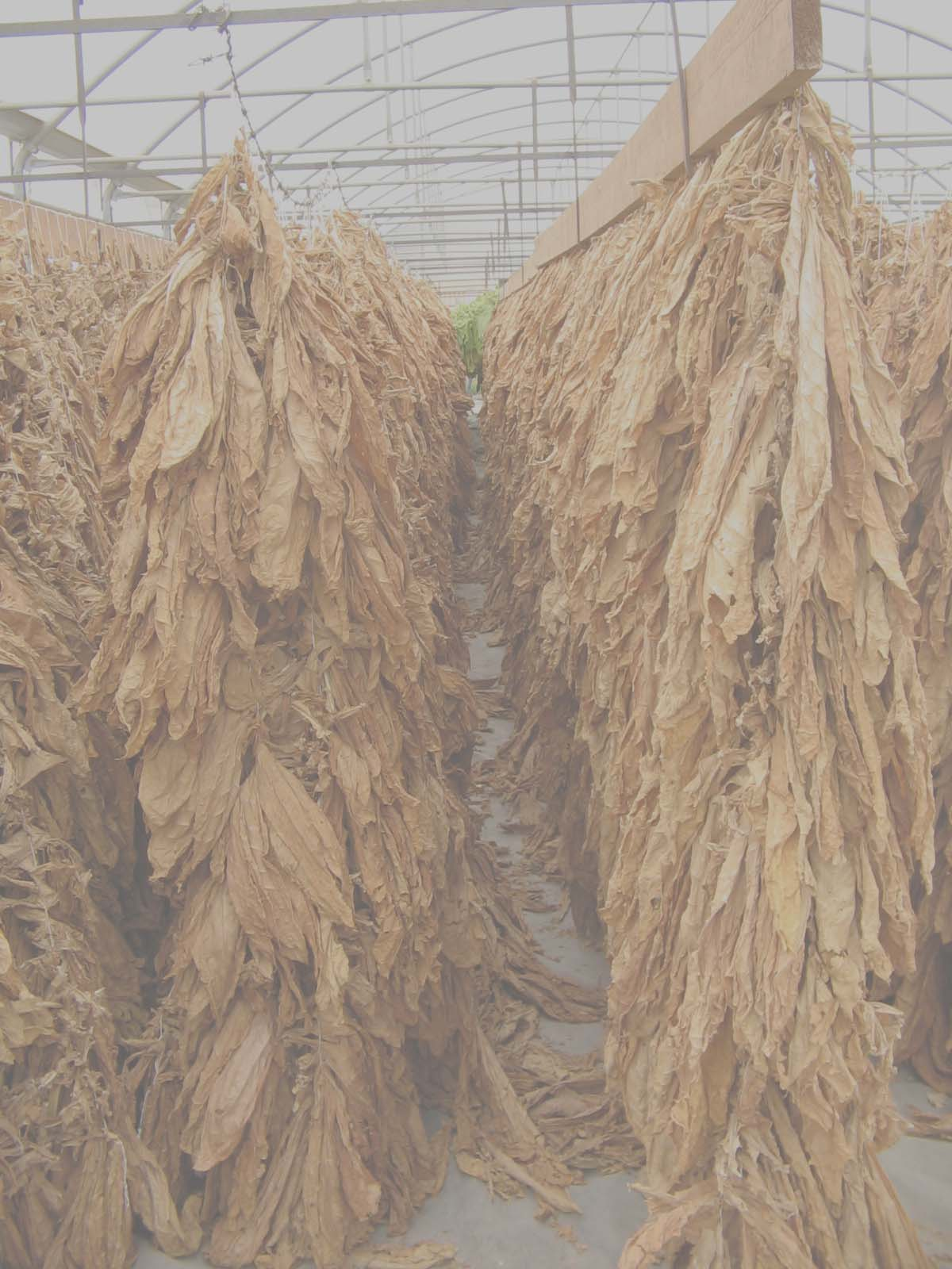 Al fine di migliorare e tutelare la produzione di tabacco Burley, bisogna come riportato dal D.M.
