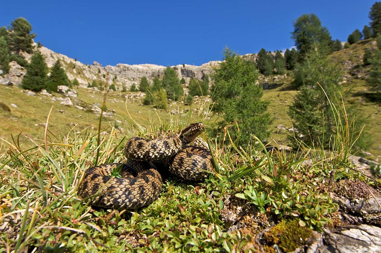 Riconoscere le Riconoscere le specie di interesse