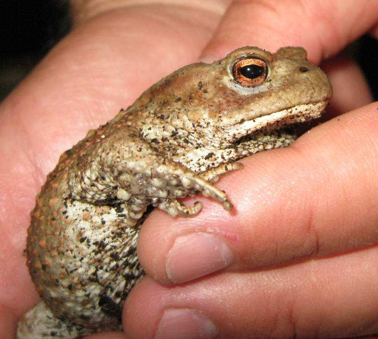 Bufo bufo Riconoscimento: taglia grande (maschi 5-7 cm femmine 7-12 cm) Due grosse placche ghiandolari cutanee (parotoidi) dietro agli occhi, con andamento obliquo Dorso color bruno ocra con macchie