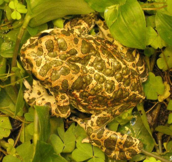 Pseudepidalea (Bufo) viridis Riconoscimento: dimensioni medie (maschi 5-8, femmine 7-9 cm) Colore dorsale ocra perlaceo con vistose chiazze verdi e puntini rossi Pelle verrucosa Ghiandole parotoidi