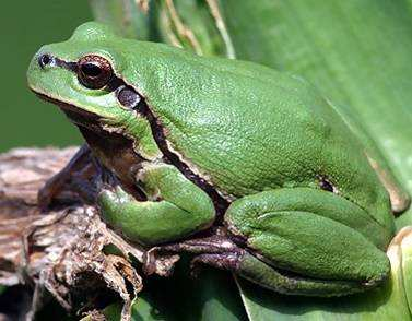 Hyla arborea e Hyla intermedia HAB Riconoscimento: piccole o medie dimensioni (3 5 cm) Dita delle mani e dei piedi terminano con