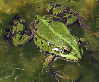 Le rane verdi Rana di Lessona o Rana verde minore Pelophylax lessonae (Rana lessonae) Rana verde maggiore Pelophylax ridibundus (Rana ridibunda) Rana ibrida dei fossi Pelophylax