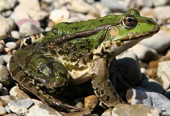 Pelophylax ridibundus Riconoscimento: taglia grande (m 10 f 13 e più cm) canto dei maschi molto caratteristico, sembra una fragorosa risata 1) forma, dimensione e colore del tubercolo metatarsale: