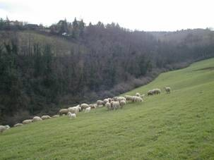 Analisi per specie: ovini numero di aziende-ovini-provincia 3 5 5 5 4 8 3 5 5 7 pecore -provincia Latte ovino- produzione per provincie 5 45 4 35 3 5 5 5