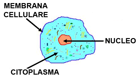 Una cellula è composta essenzialmente da 3 parti: 1. MEMBRANA CELLULARE 2. CITOPLASMA 3.
