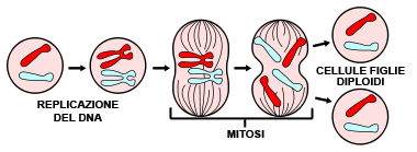 Scheda 4 DIVISIONE E FISIOLOGIA CELLULARE La maggior parte delle cellule del nostro organismo è soggetta ad un continuo rinnovo, risulta perciò necessaria anche una continua riproduzione cellulare.