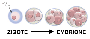 In particolare questa differenziazione o diversità di manifestazione delle informazioni genetiche comincia a manifestarsi già dalla prime fasi della formazione dell embrione.