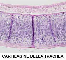 tessuto connettivo lasso: le fibre presentano una disposizione "lassa ed intrecciata"; è il tipo di connettivo più diffuso, si trova negli spazi liberi tra organi e tessuti, svolgendo funzione di