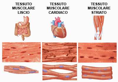 (Segue dalla scheda precedente Scheda 9 I TESSUTI (5) LA LINFA La linfa è un liquido a reazione debolmente alcalina, che circola nel sistema dei vasi linfatici.