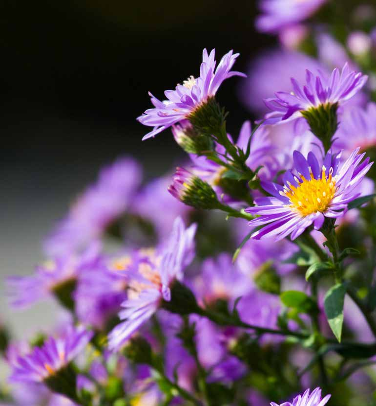 Il Flower Designer è colui che progetta con creatività e realizza con arte, armonia ed equilibrio, composizioni, decorazioni floreali e allestimenti di spazi interni ed esterni, alla continua ricerca