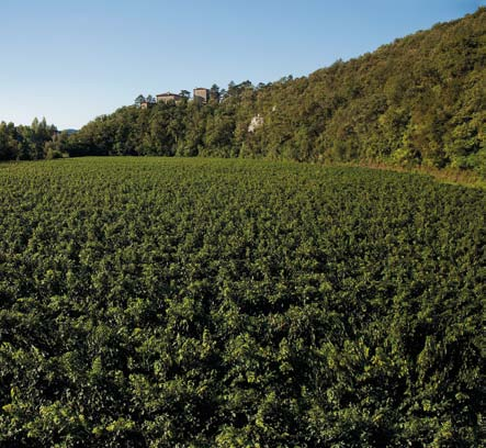L azienda Vigna Traverso si trova nei Colli Orientali del Friuli, un territorio caratterizzato da un microclima ideale per la produzione dei vini rossi e bianchi.