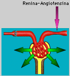 Angiotensina II ACE-I Sartani Angiotensinogeno Renina Angiotensina I Bradichinina ACE-I Sartani Angiotensina II Prodotti di degradazione Recettore AT 1 Recettore