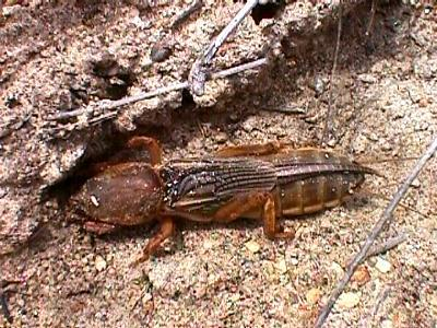 Sottordine ENSIFERA Gryllotalpa gryllotalpa Adulto: 4-5 cm Gen.