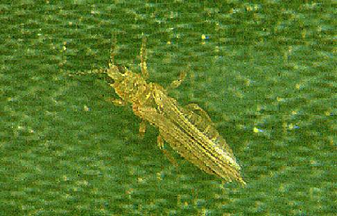 Ordine THYSANOPTERA (Tripidi)