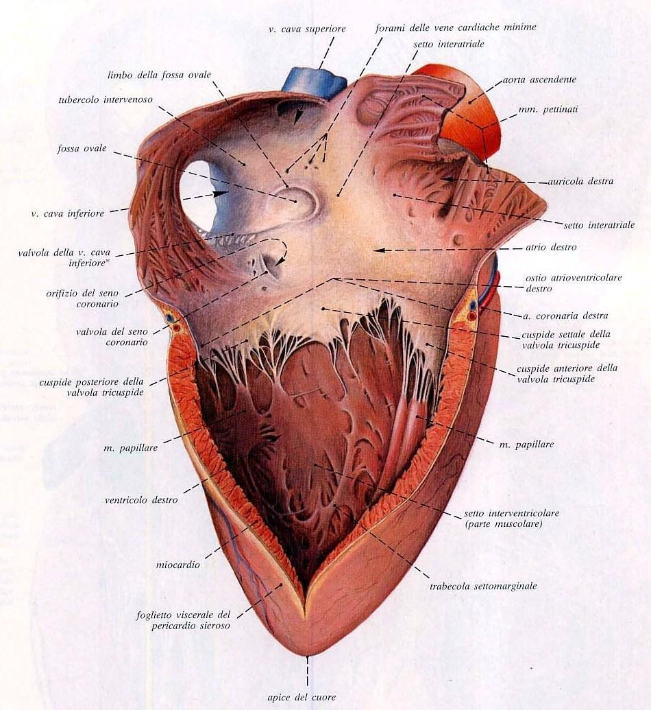 delle vene cave, determinando però in questo caso un maggiore sviluppo orizzontale dell atrio sinistro.