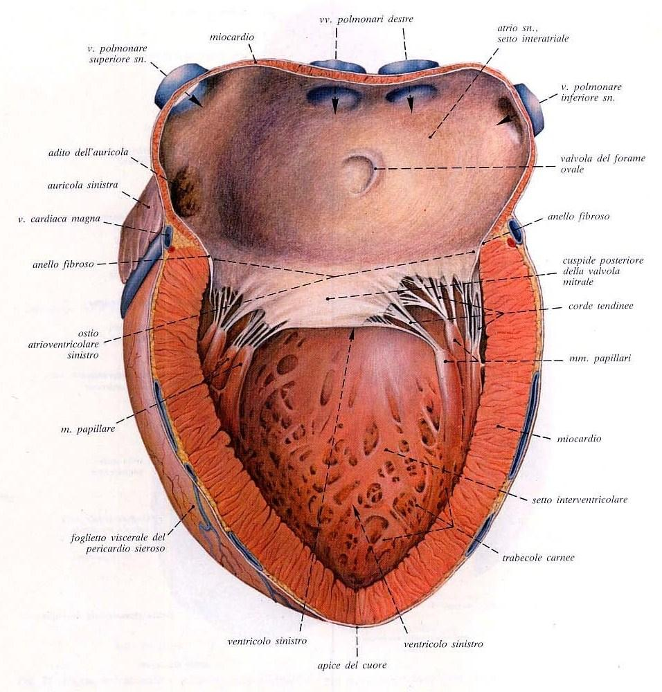 di Morgagni, dal quale si dipartono i margini delle cuspidi che, essendo incurvati, prendono il nome di lunule. Fig. 1.4: ventricolo ed atrio sinistri aperti mediante un incisione longitudinale.