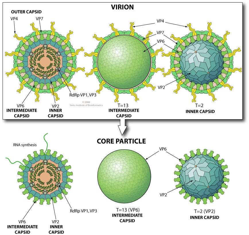 Ci sono 6 proteine virali strutturali (VP1, VP2, VP3, VP4, VP6 e VP7), e 6 proteine non strutturali, prodotte solo nelle cellule infettate (NSP1, NSP2, NSP3, NSP4, NSP5 e NSP6) VP1: localizzata nel