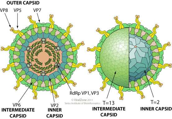 ROTAVIRUS Replicazione Il capside a 3 strati rende i virus molto resistenti (ph acido e enzimi intestinali).