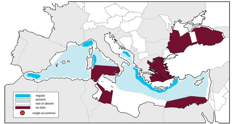 Zifio (Ziphius cavirostris). Dai grafici riportati, presenti nei riferimenti precedentemente illustrati, si denota la presenza regolare, effettiva e costante di questa specie nel Mar Adriatico.