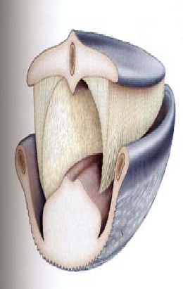 La differenza anatomica più rilevante tra Misticeti e Odontoceti rimane la conformazione