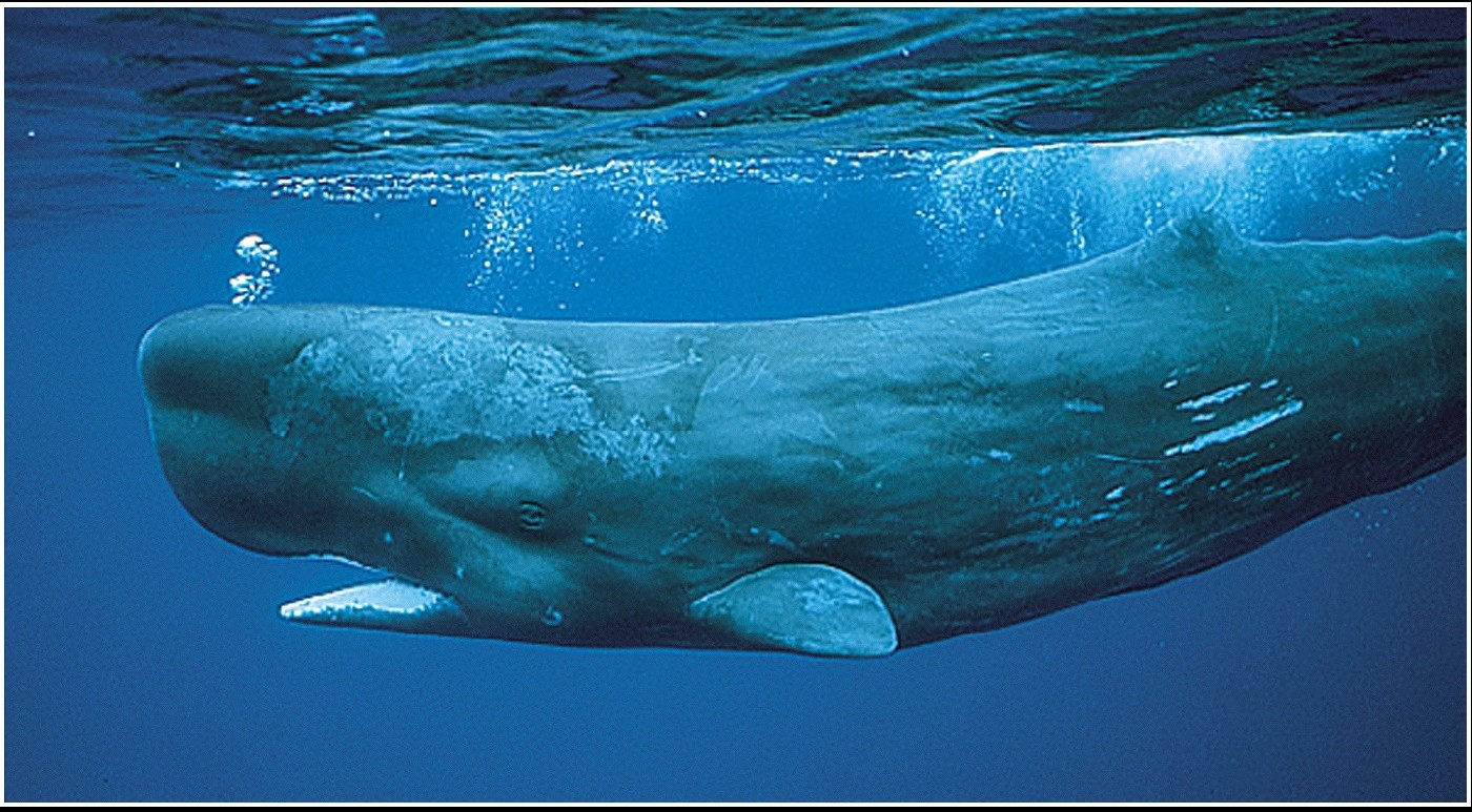 La capacità d immersione I Cetacei devono respirare in superficie, ma sono costretti ad allontanarsene per mangiare.