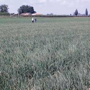 settembre per raccolte di maggio T&T Musona Bulbo di forma tonda