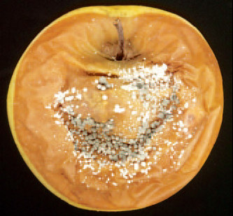 Penicillium expansum Fungo mitosporico patogeno vive da saprofita su residui vegetali Penetra nel frutto attraverso ferite e lenticelle Condizioni ottimali: T=25 C a w 0.