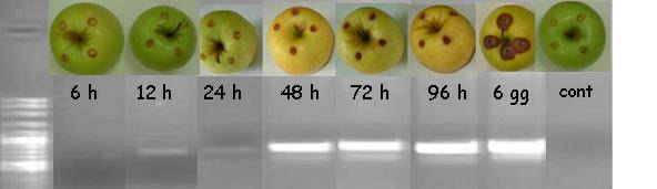 Rilevamento precoce PCR - Risultati prove in vivo Mele (cv Golden Delicious) ferite sperimentalmente e inoculate con 15 µl di sospensione 10 4 conidi/ml (150