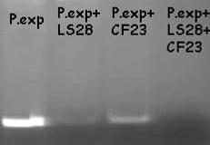 PCR per monitorare P.