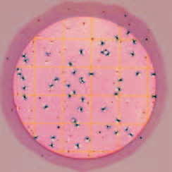 Interpretazione delle Piastre Petrifilm EC Metodo raccomandato in Francia 24h +/- 2h a 42 C +/- C Interpretazione: E. coli : Contare tutte le colonie blu con e senza gas. 5 E. coli. A Leggere il seguente AOAC International, tutti gli alimenti (metodo 99.