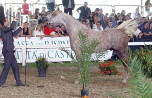 FUTURITY MALE AJA SANTANA x AIDHA STAR O&B: ARABIAN