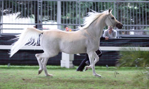 SHOWS AND EVENT GIOIA APS CHAMPION mares ANSATA SINAN x BSA