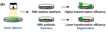 Marker di selezione aada amminoglicoside 3-adeniltransferasi conferisce resistenza alla Streptomicina/Spectomicina Selezione positiva BADH betaina aldeide