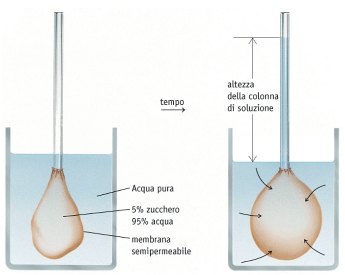 In questo sistema, il numero di molecole di che nell'unità di tempo attraversano la membrana verso la soluzione è superiore al numero di molecole di che la attraversano in senso opposto.