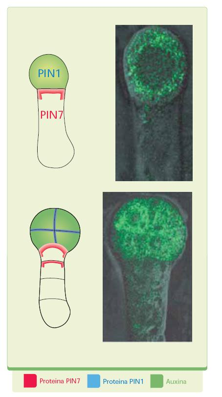 Marcatura con GFP ed osservazione a fluorescenza è stato possibile evidenziare che nelle primissime fasi di sviluppo dell embrione c è già una distribuzione asimmetrica dell auxina.