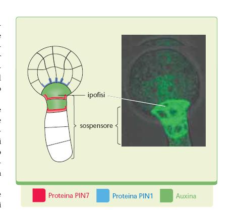 A questo stadio si può osservare come l auxina si localizzi nella parte