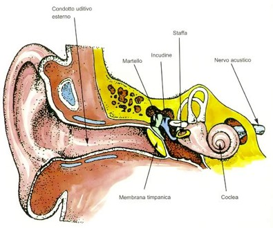 dell'apparato uditivo La precocissima maturazione dell'udito nel feto (sesto mese) fa sì che