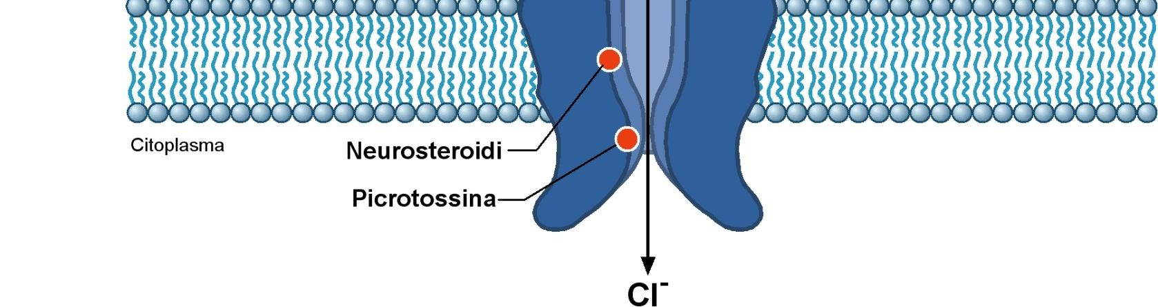 MECCANISMI MOLECOLARI DEI FARMACI