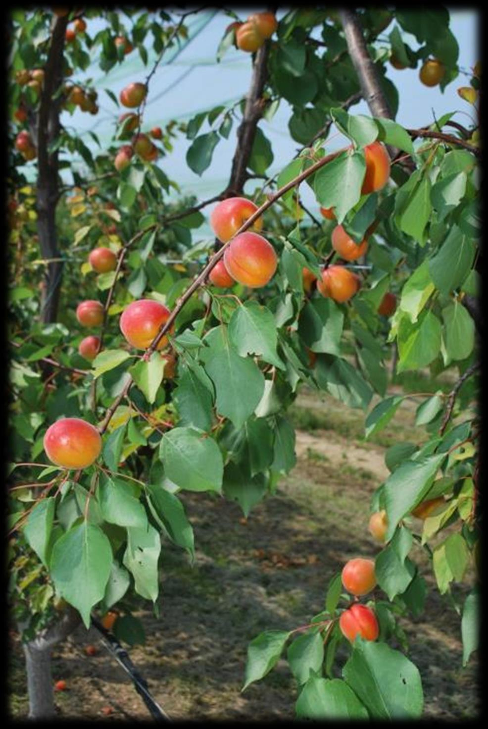 Le formazioni fruttifere tendono ad