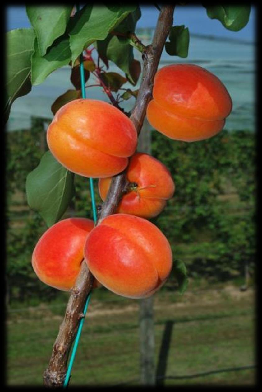 buona consistenza e tenuta Sapore