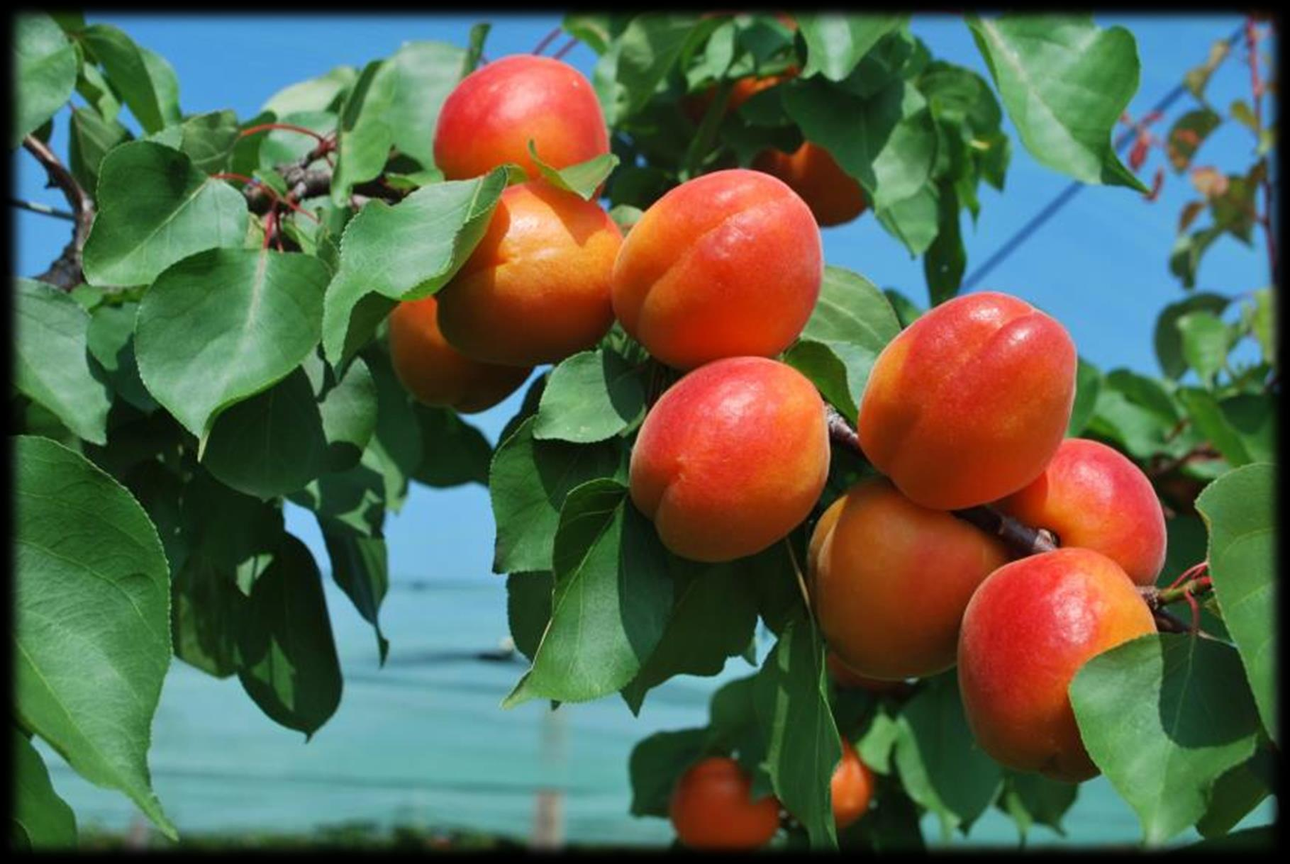 Medalis* Albero di debole vigore Pezzatura grossa.