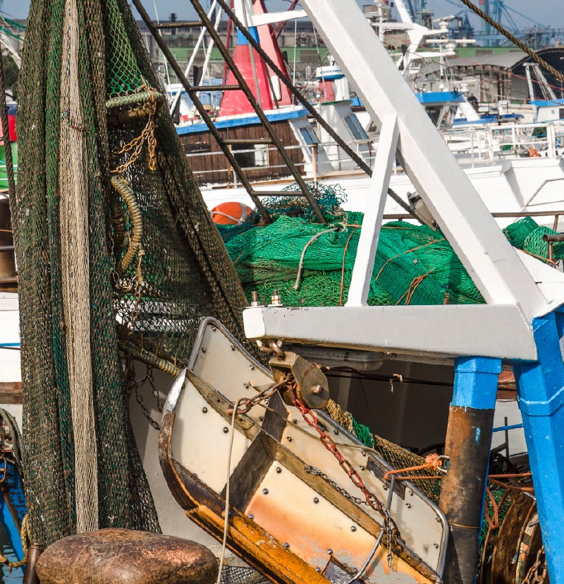 L ADRIATICO E LE SUE NURSERY Le notizie che arrivano di questi tempi, in particolare dall Adriatico sono preoccupanti.