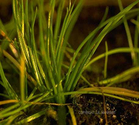 Gli Isoeti (Isoetes) hanno un piccolo