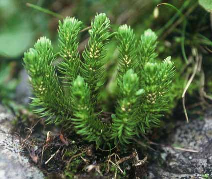 Lycopodium annotinum Le spore di alcuni Licopodi, sotto il nome di polvere di licopodio, venivano usati a scopo medicinale, come