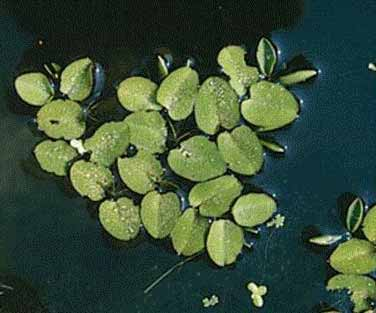 Azolla