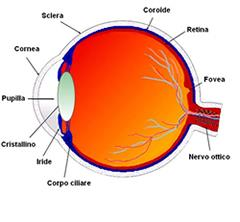 L occhio umano La parte sensibile (retina) nostro occhio è formato da due tipi di ricettori: i coni e i