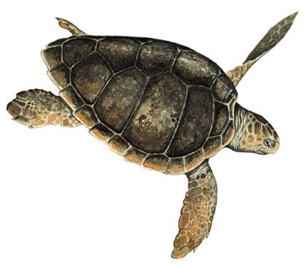 La Caretta caretta è la tartaruga marina più abbondante in Mediterraneo Caretta caretta Si è verificato essere specie in pericolo (IUCN Red List 2012) e la sua popolazione diminuisce costantemente