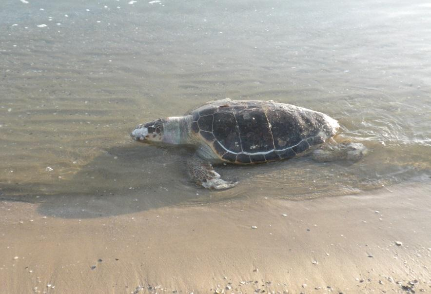 Come ridurre la mortalità delle tartarughe marine? a.