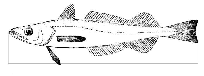 ALLEGATO IV Misurazione della taglia di un organismo marino 1. La taglia di un pesce è misurata, come indicato nella figura 1, dall estremità anteriore del muso sino all estremità della pinna caudale.
