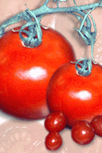 Il pomodoro si ammorbidisce a causa della presenza della Poligalatturonasi (PG), un enzima che degrada la pectina IDEA: mantenere il pomodoro